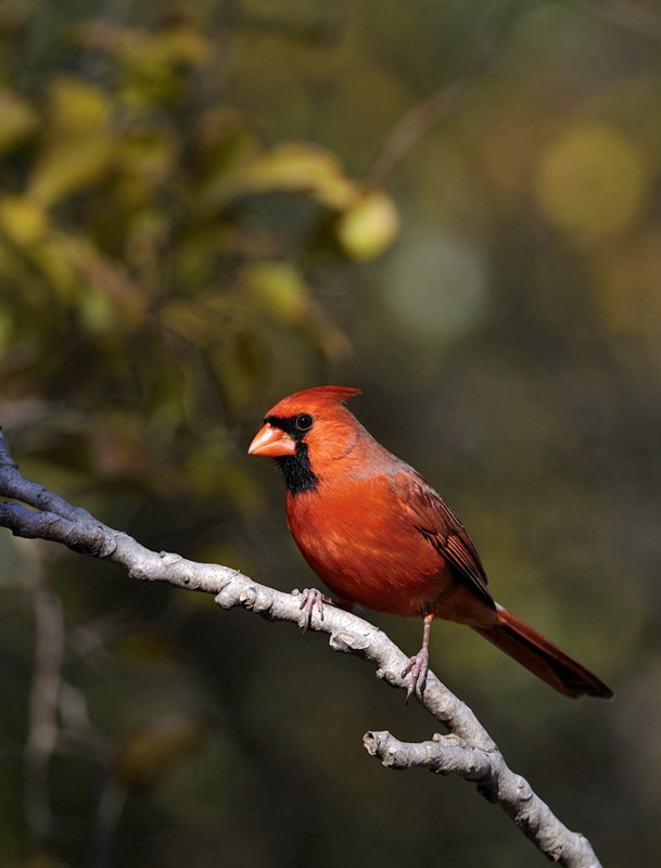 mundi - Northern Cardinal -Cardinalis cardinalis. . Zdjęcie 8842