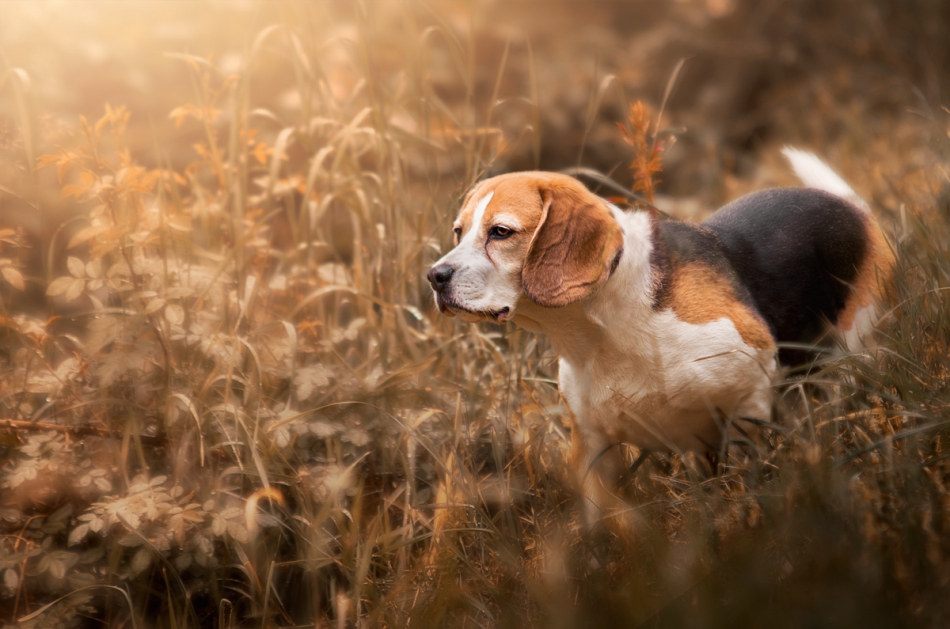slicar - Łowy. Beagle. Zdjęcie 198954