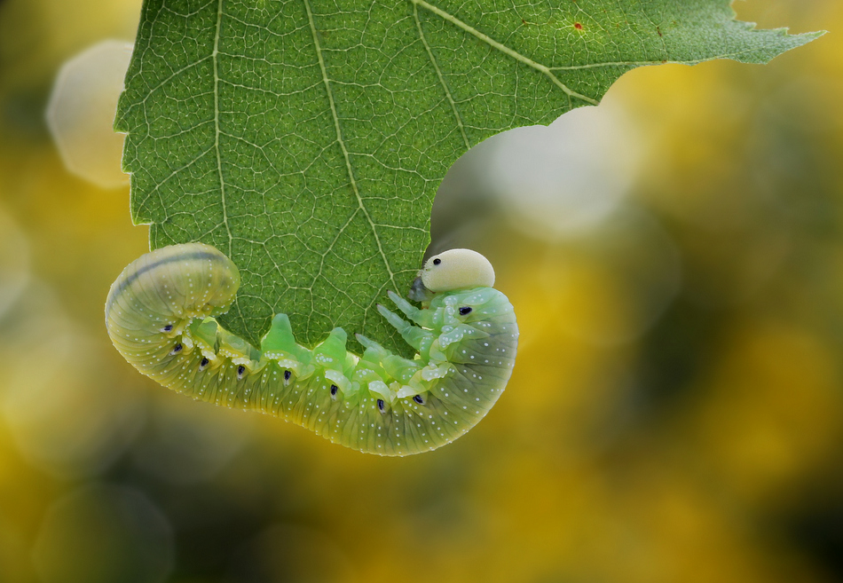 ktosiu - Smakosz. . Zdjęcie 102972