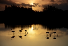 Flamingi