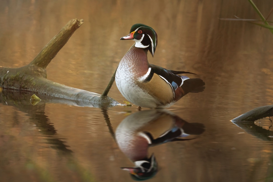 Karolinka. . Zdjęcie 336838