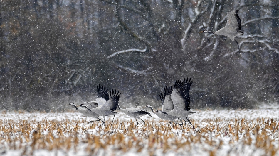 meczata - Pędem ku wiośnie. W takiej śnieżycy ptaki lepiej widoczne na PE ;). Zdjęcie 312923