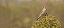 Makolągwa (Carduelis ca...