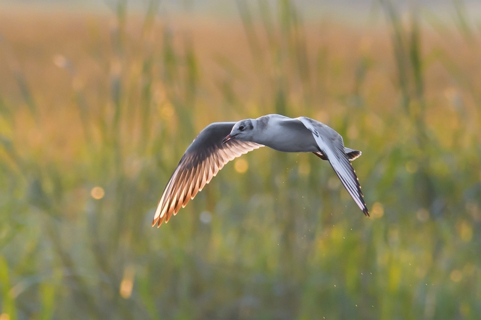 tomeq67 - Śmieszka. . Zdjęcie 290881