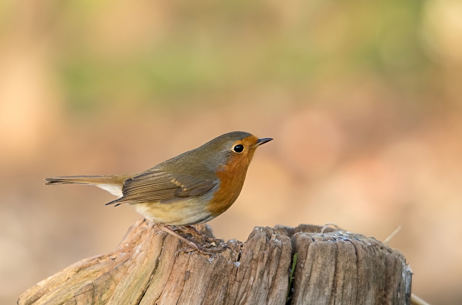 roman53 - . . Zdjęcie 296228