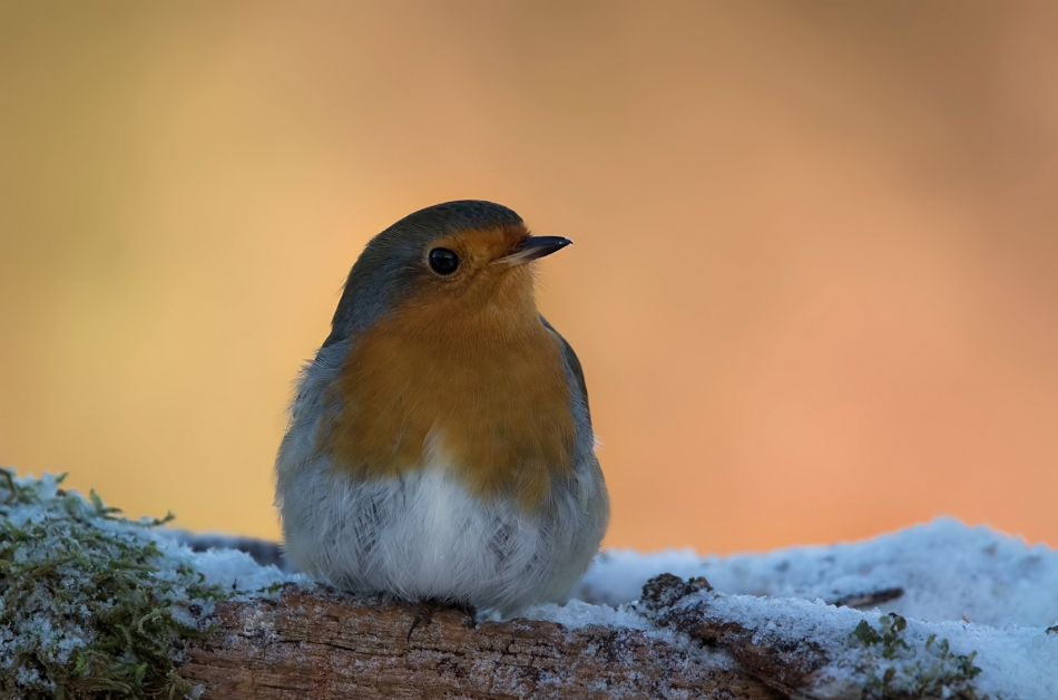 roman53 - Rudzik. . Zdjęcie 320460