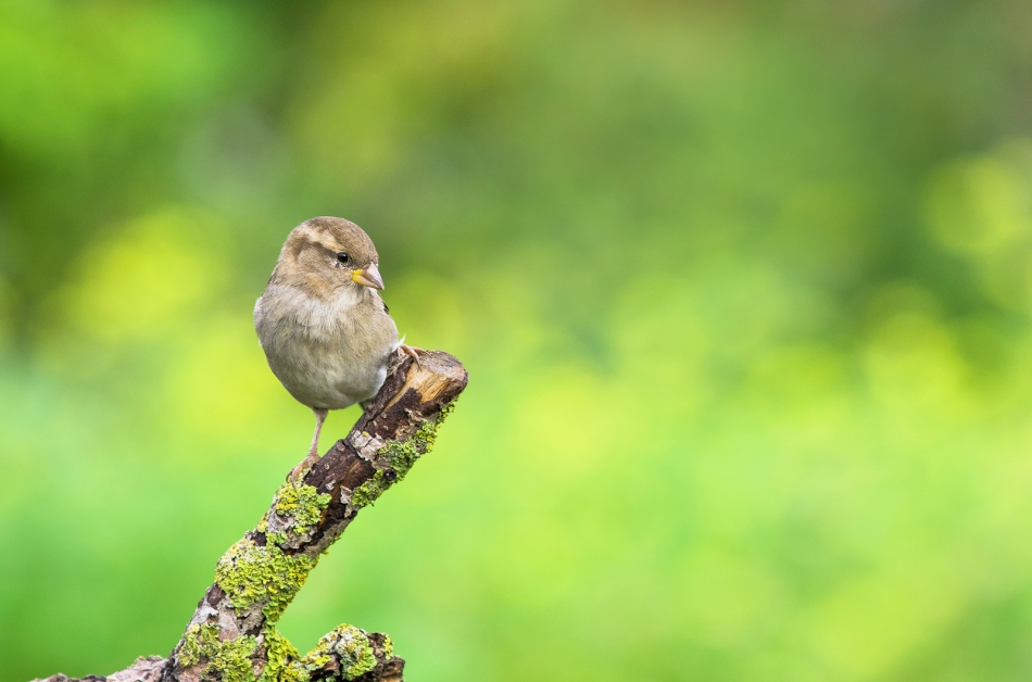 roman53 - . . Zdjęcie 304040