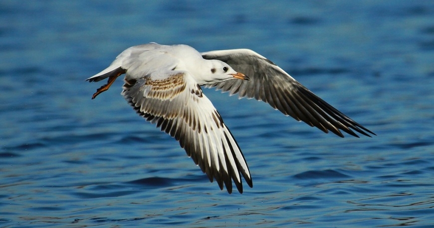 roman_roszak - W locie. . Zdjęcie 76105