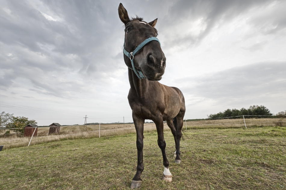 indywidualista - Ovo je konj. . Zdjęcie 177170
