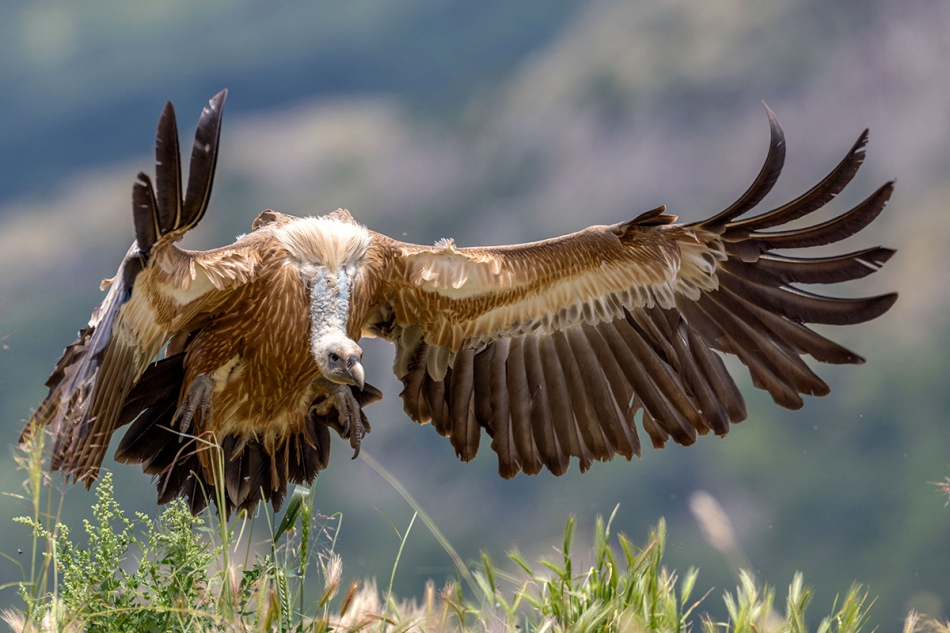 rybo_lub - Sęp płowy. . Zdjęcie 316449