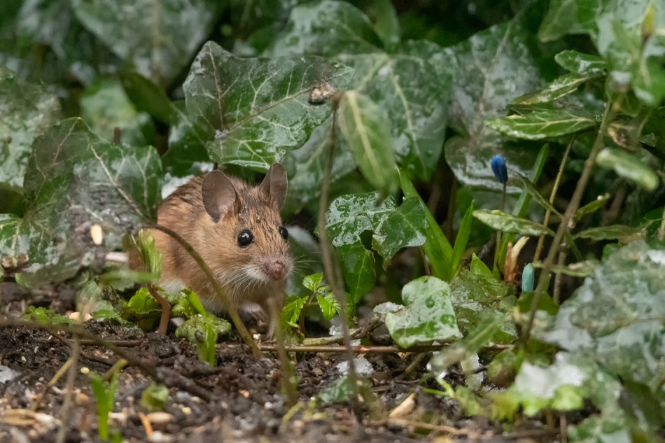 assalga - Dyskretny mieszkaniec żywopłotu. Mysz (myszarka) leśna (chyba) . Zdjęcie 323101
