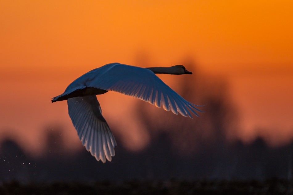 W locie . . Zdjęcie 339236