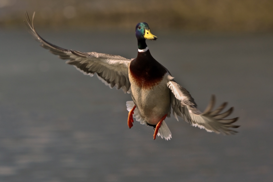 janish - . . .. . Zdjęcie 135612