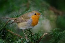 Robin