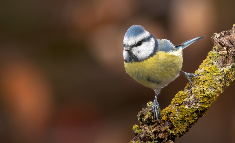 roman53 - Modraszka. . Zdjęcie 337884