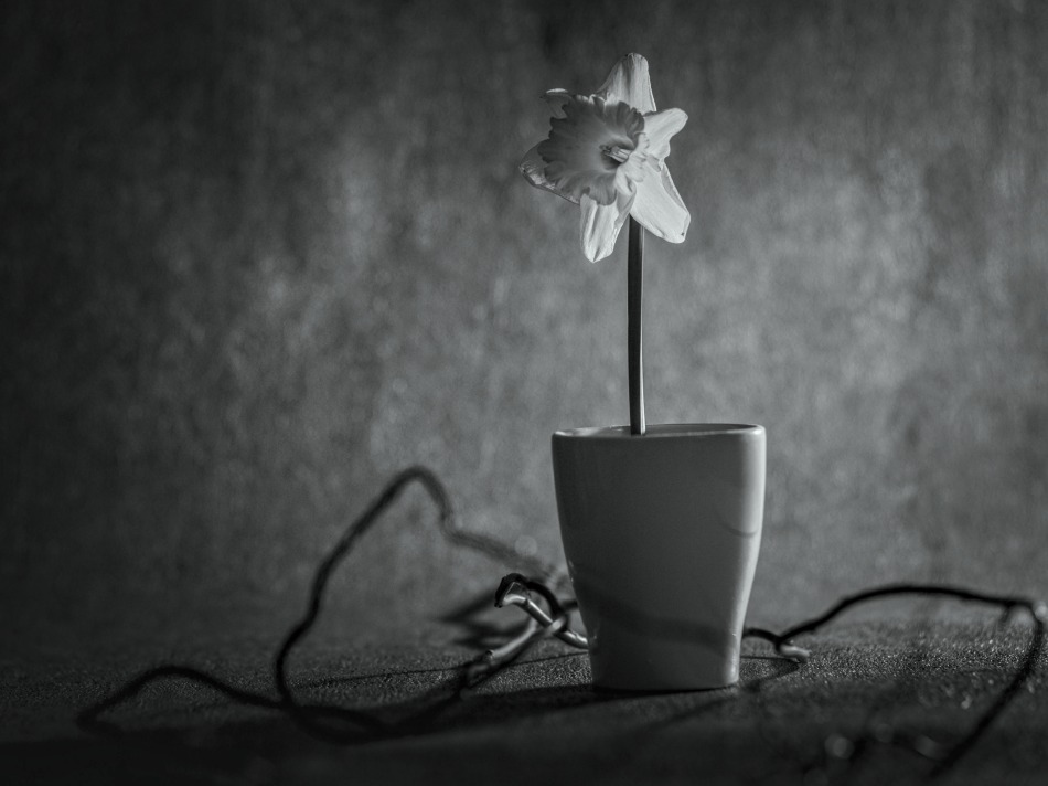 Delikatny kwiat . . Zdjęcie 339249