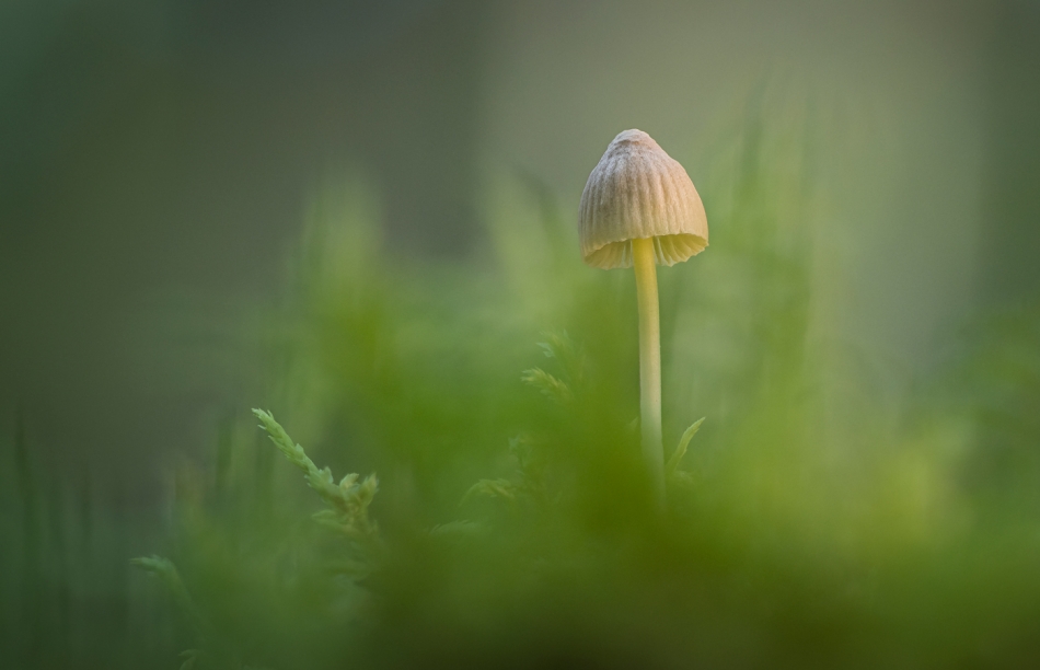 hubros - Grzybek. . Zdjęcie 327785