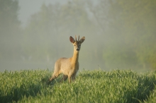 Zaskoczenie 