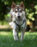 Husky