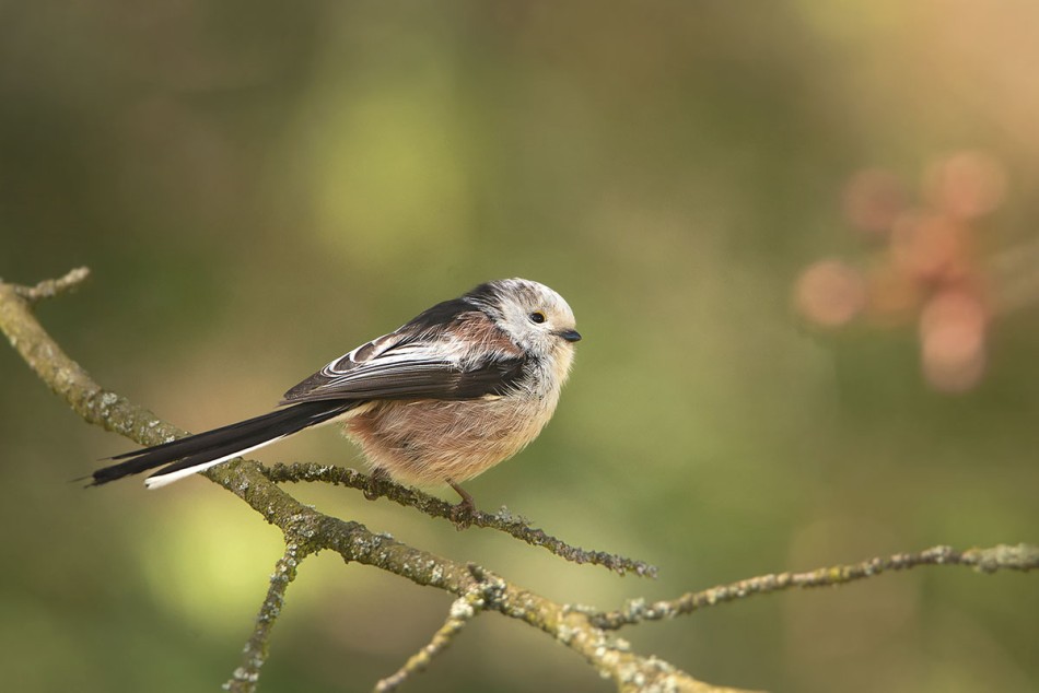 Raniuszek. . Zdjęcie 339200