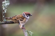 Mazurek