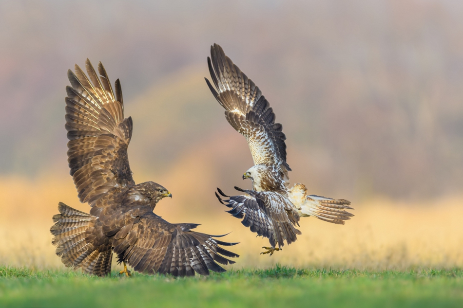 raftik - Myszołowy, Common Buzzard (Buteo buteo) ... . . Zdjęcie 294683
