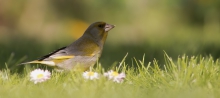 Dzwoniec (Carduelis chl...