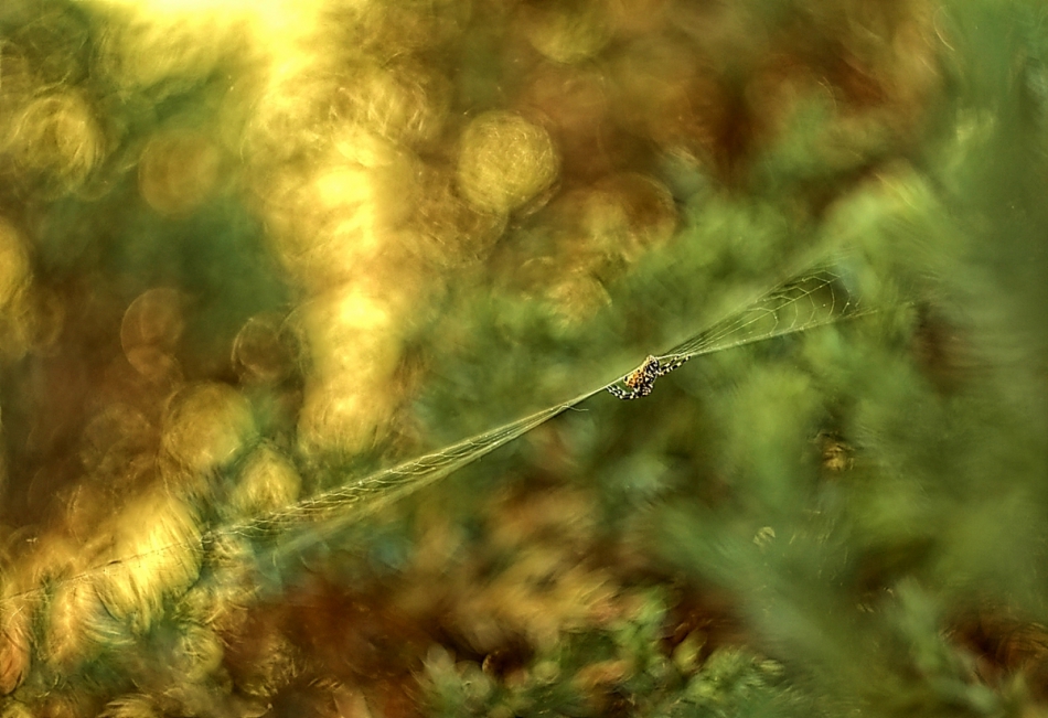 Malutki pajączek. Uśmiechnij się :))) https://www.youtube.com/watch?v=iyUHe_mw1cE pe. Zdjęcie 221430