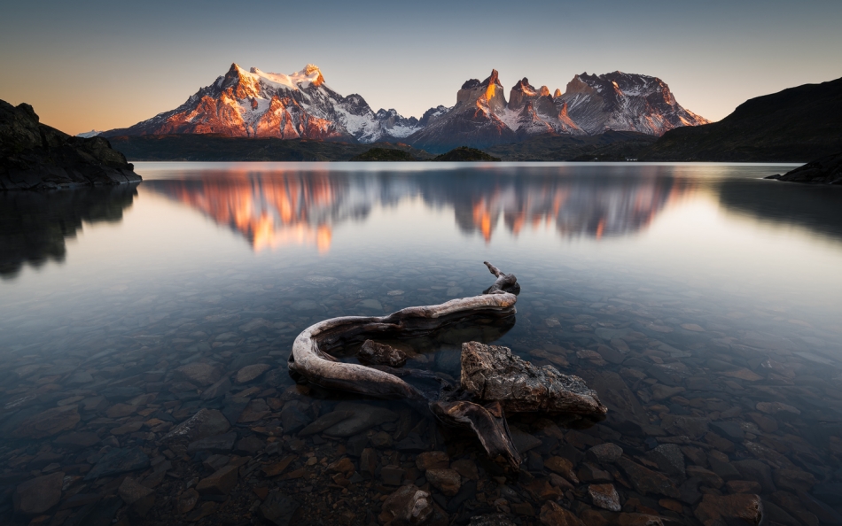 quaker - Torres del Paine National Park. . Zdjęcie 324105