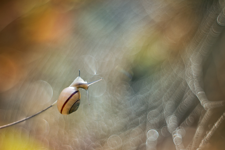 agnez - Dalej nie idę!. M42. Zdjęcie 131039