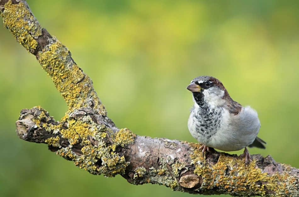 roman53 - . . Zdjęcie 293388