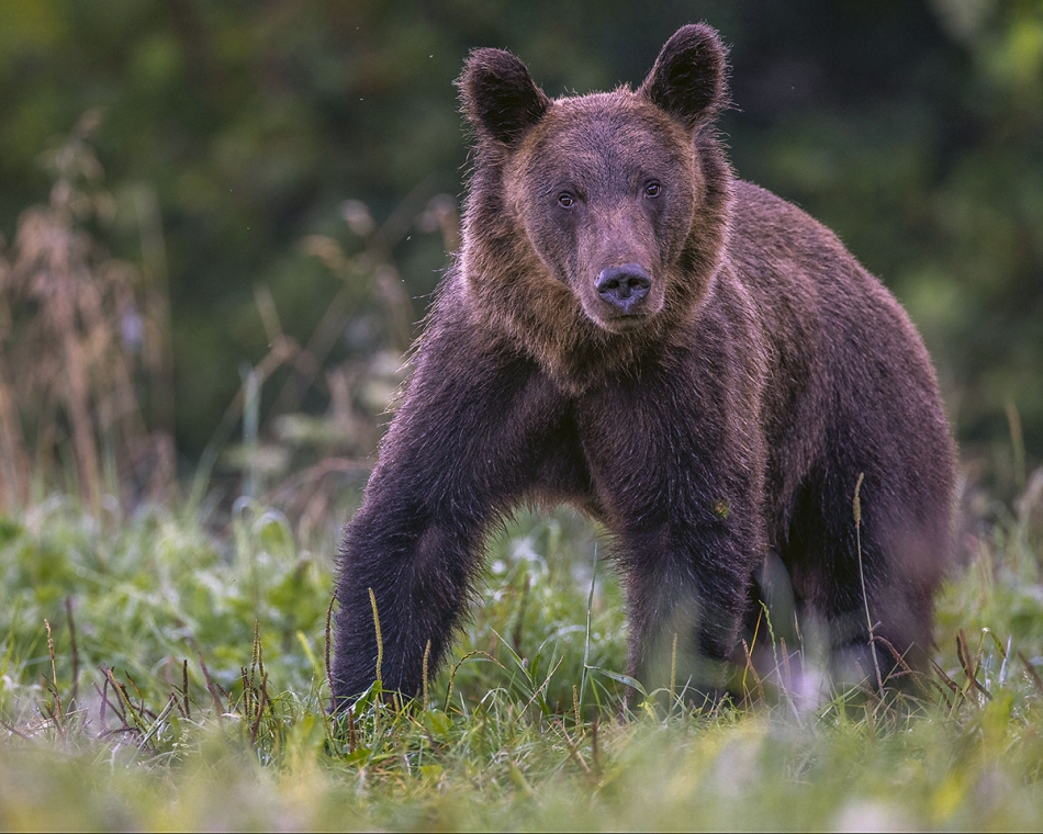 rybo_lub - Nieco zaskoczony. . Zdjęcie 326762