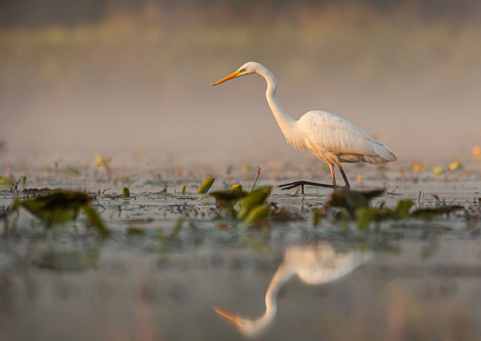 Czapla biała. . Zdjęcie 336431