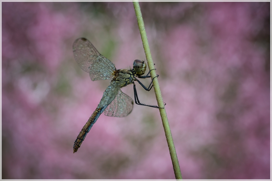 adestroyer - In The Court Of The Crimson King. Wskazne PE. Zdjęcie 134460
