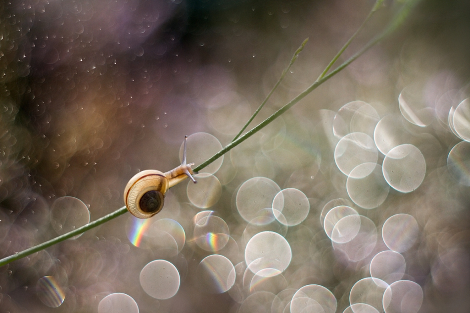 agnez - Skywalker. Pentacon  Zapraszam na PE. Zdjęcie 139361