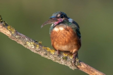 Kingfisher 