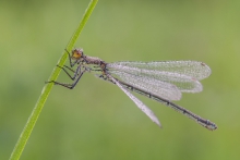 Erythromma najas
