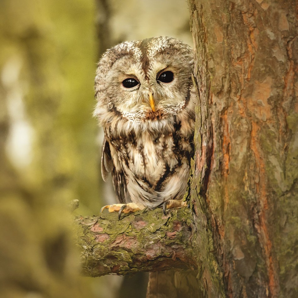 Puszczyk ciekawski. . Zdjęcie 338724