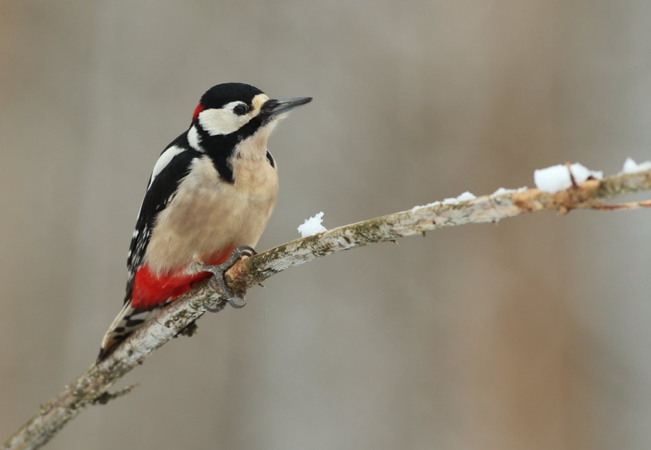 Dzięcioł duży . . Zdjęcie 338442