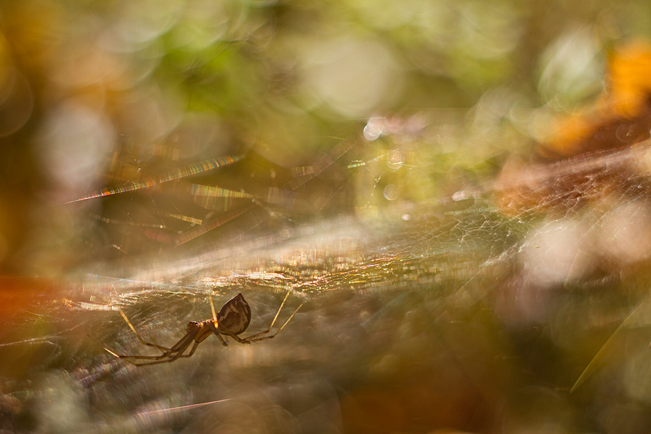 agnez - *. . Zdjęcie 131038