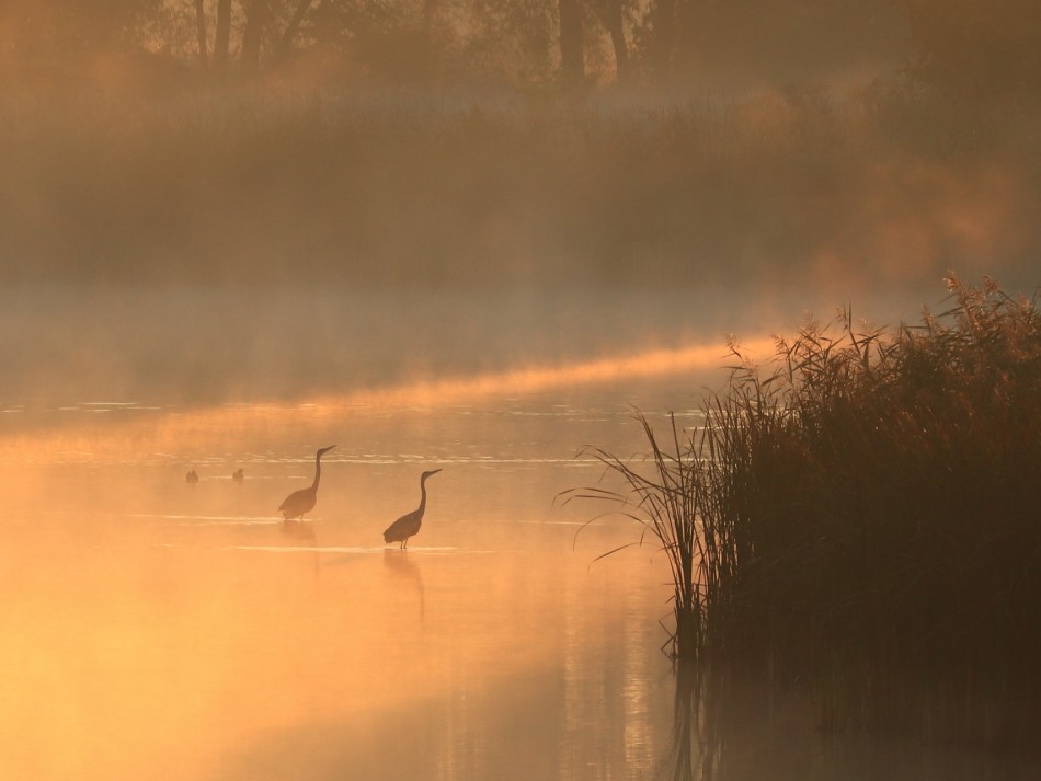 Poranek w stawie. . Zdjęcie 337580