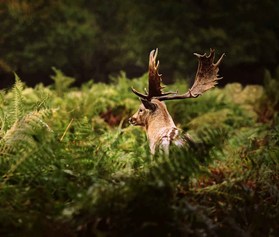 Paprotkowy On.... . Zdjęcie 294621