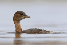 Potwór z Loch Ness