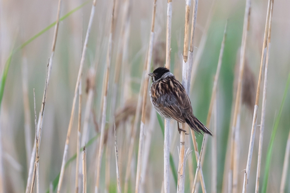 tomeq67 - Potrzos. . Zdjęcie 271865