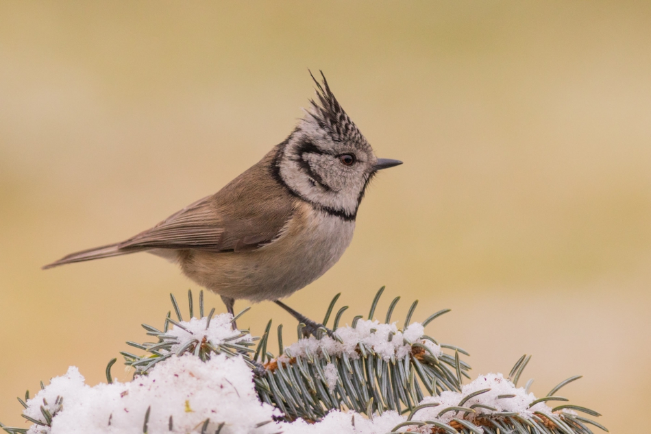 radson_foto - sikorka czubatka (Lophophanes cristatus). . Zdjęcie 302910