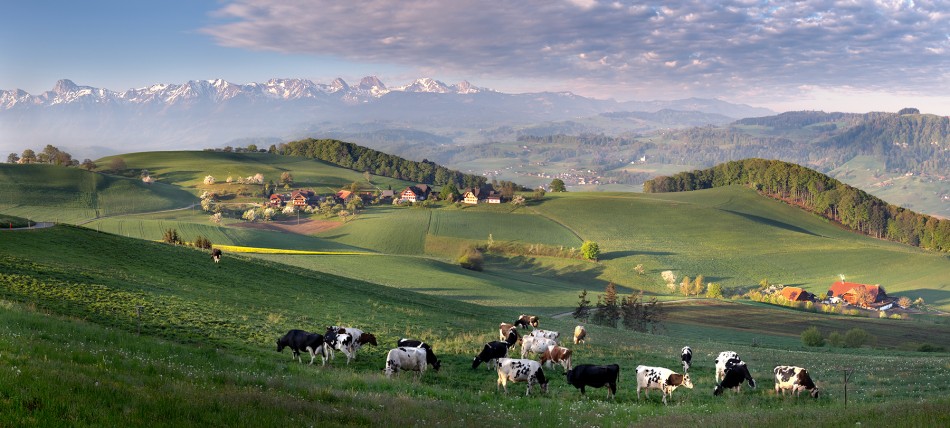 Belpberg. Wypas.. Zdjęcie 338427