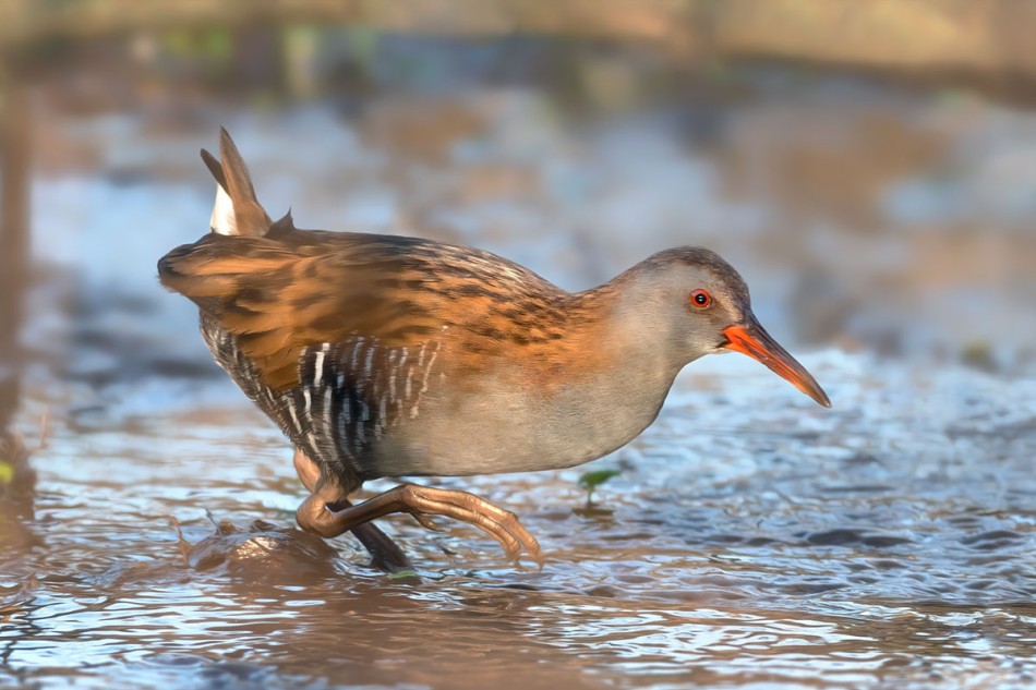 Wodnik na lunchu. . Zdjęcie 338649