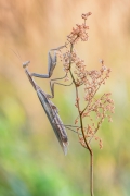 Mantis religiosa