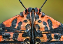 Graphosoma lineatum