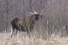 Na żerowisku